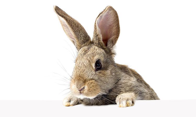 ndp9267 El Digital de Asturias