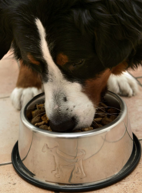 Niños y mascotas: Reglas para una buena convivencia