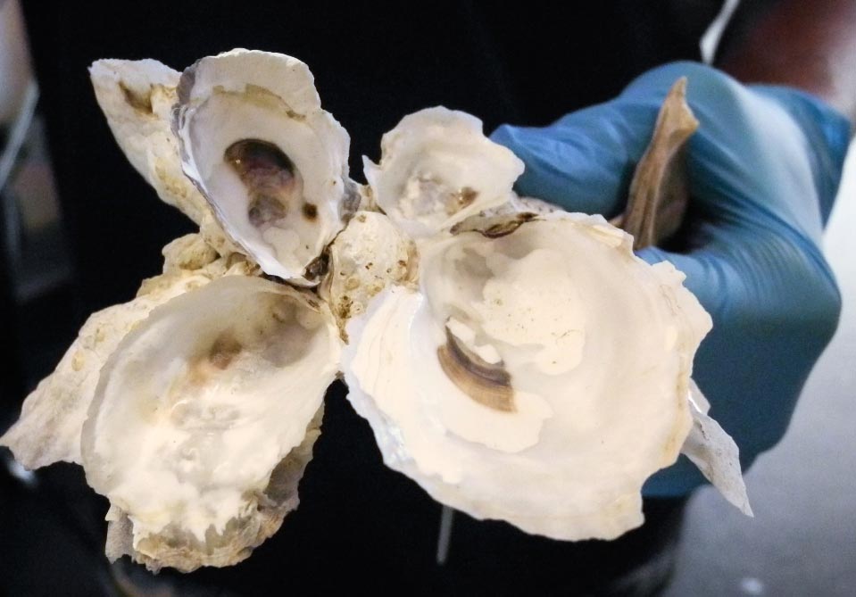 OSTRAS El Digital de Asturias