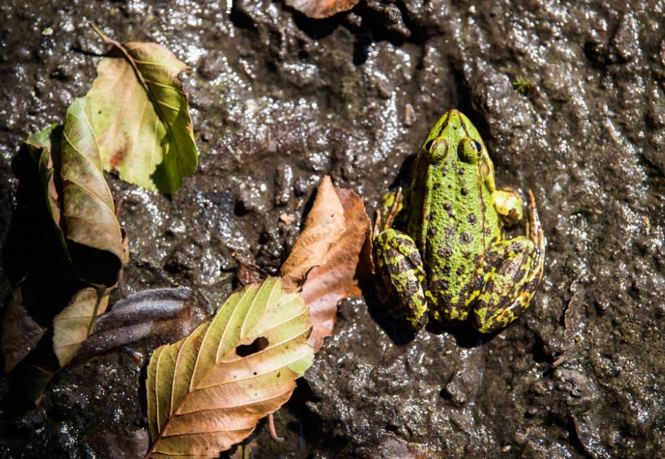 Pecesyranasjuntos  El Digital de Asturias