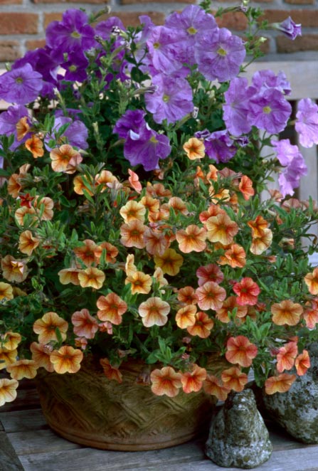 Petuniasycalibrachoas El Digital de Asturias