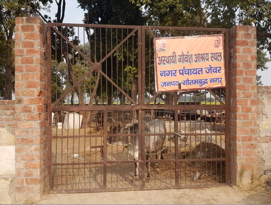 SantuariovacasIndia El Digital de Asturias