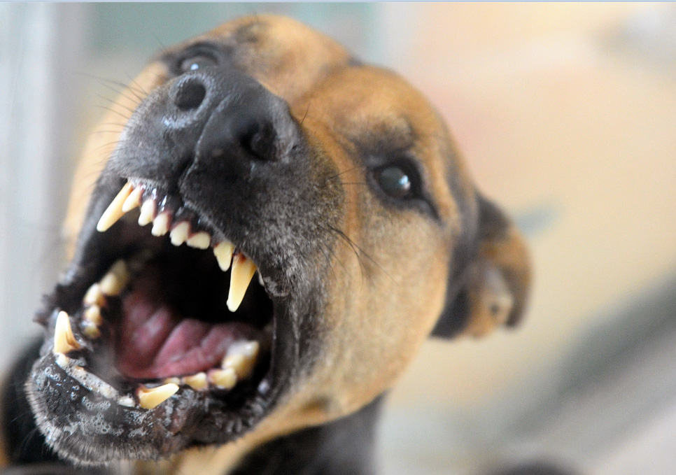 malalientoperros El Digital de Asturias