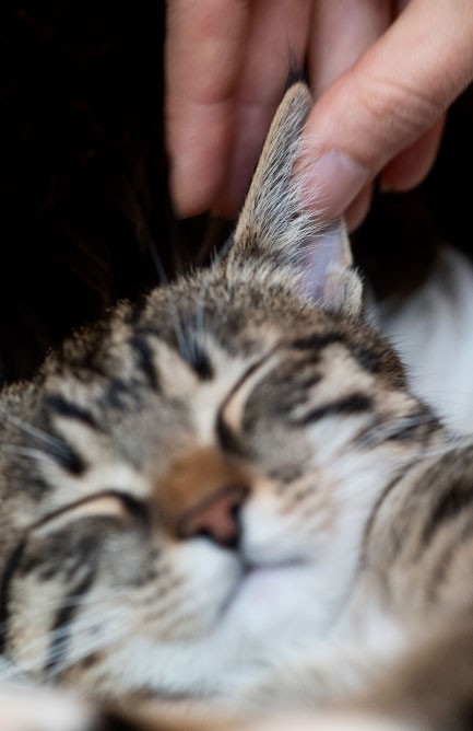 Las orejas del gato: un órgano muy sensible que debe ser cuidado