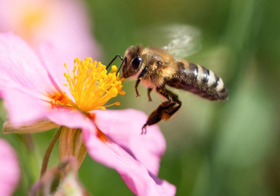 salvarabejas El Digital de Asturias