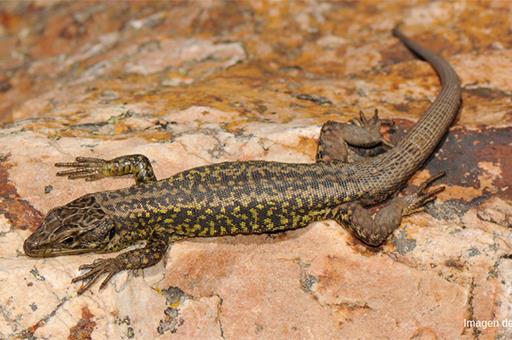 050619especiessilvestresjpg El Digital de Asturias