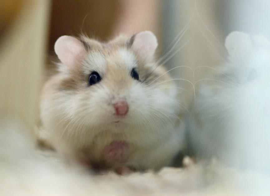 ConsejosHamster El Digital de Asturias