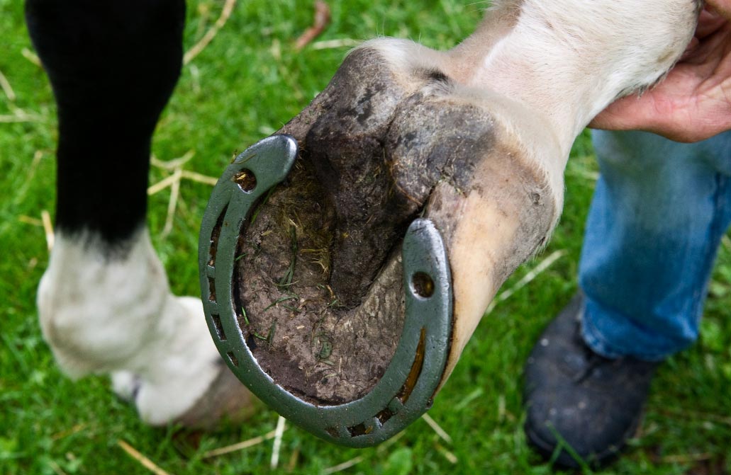 Animales Mascotas Caballos