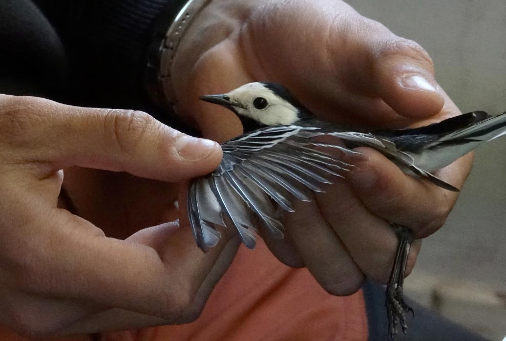 EstacionOrnitologicaHeligoland El Digital de Asturias