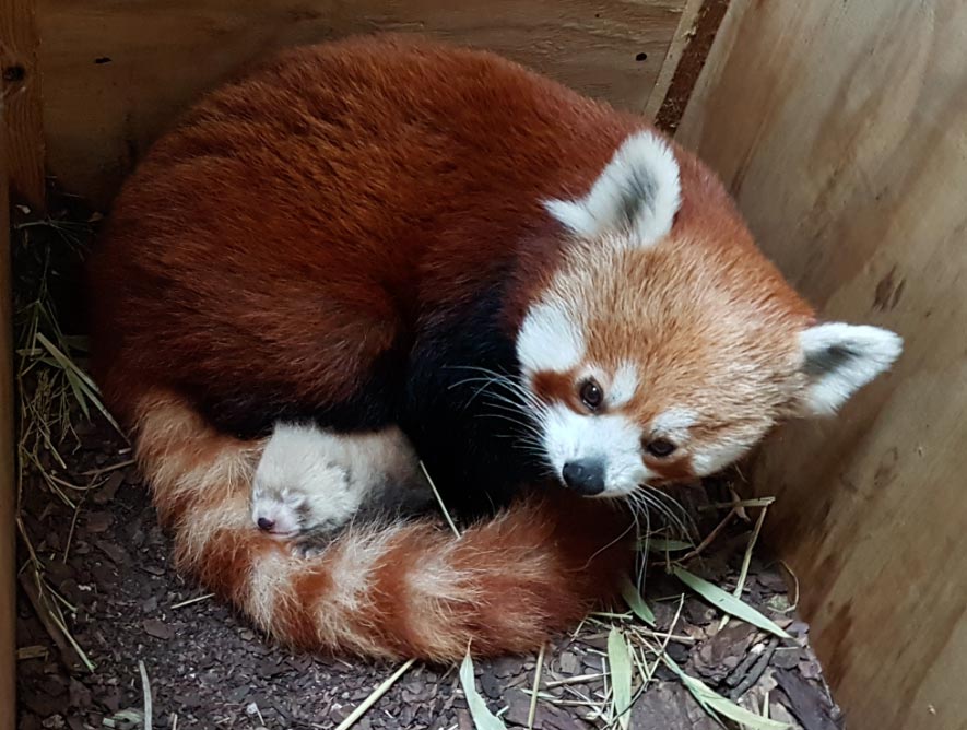 Pandarojo El Digital de Asturias