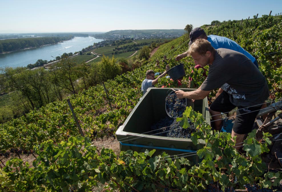 Prodcutoresdevino El Digital de Asturias