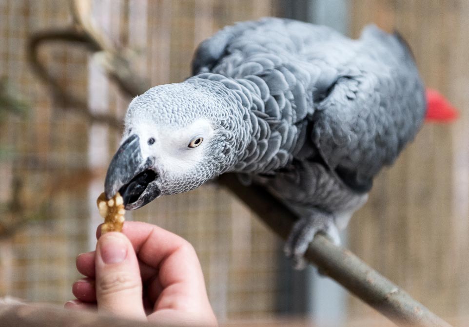cuidadopapagayos  El Digital de Asturias