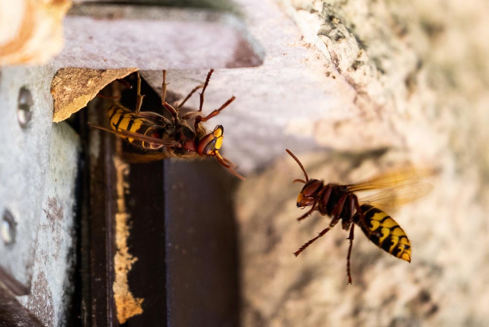 datosavispas El Digital de Asturias