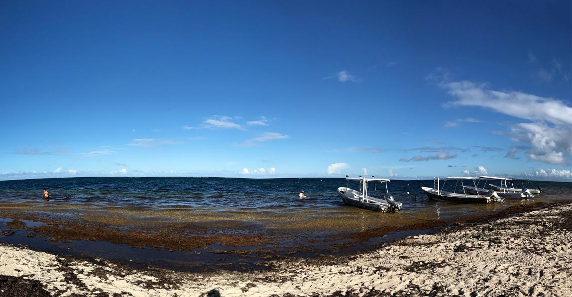 elsargazoafectaplayasdelCaribe El Digital de Asturias