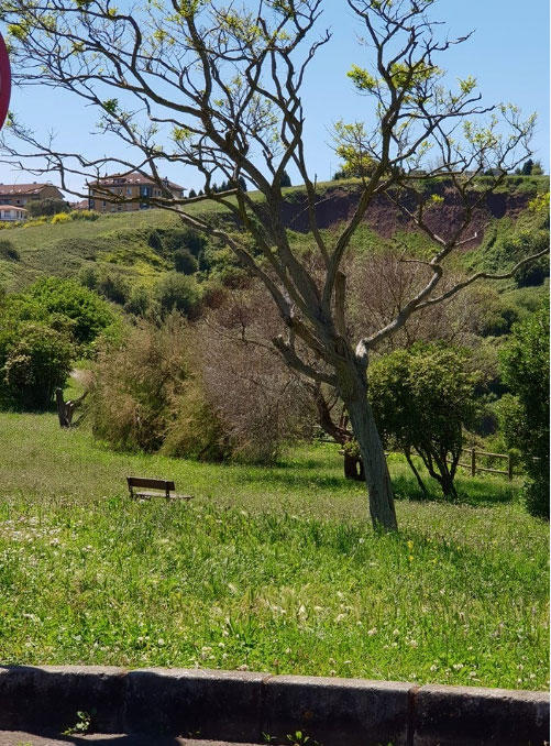 estadojardines El Digital de Asturias