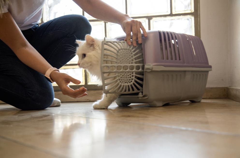 gatoynuevacasa El Digital de Asturias