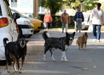 Mascotas Perros callejeros