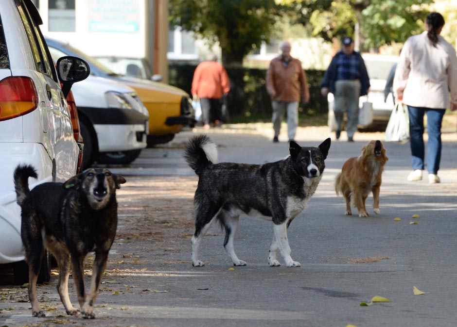 Mascotas Perros callejeros