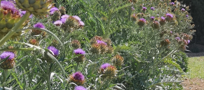 Cardo1e1225b36 El Digital de Asturias