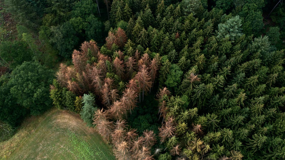 Reforestaciondebosquesalemanes El Digital de Asturias