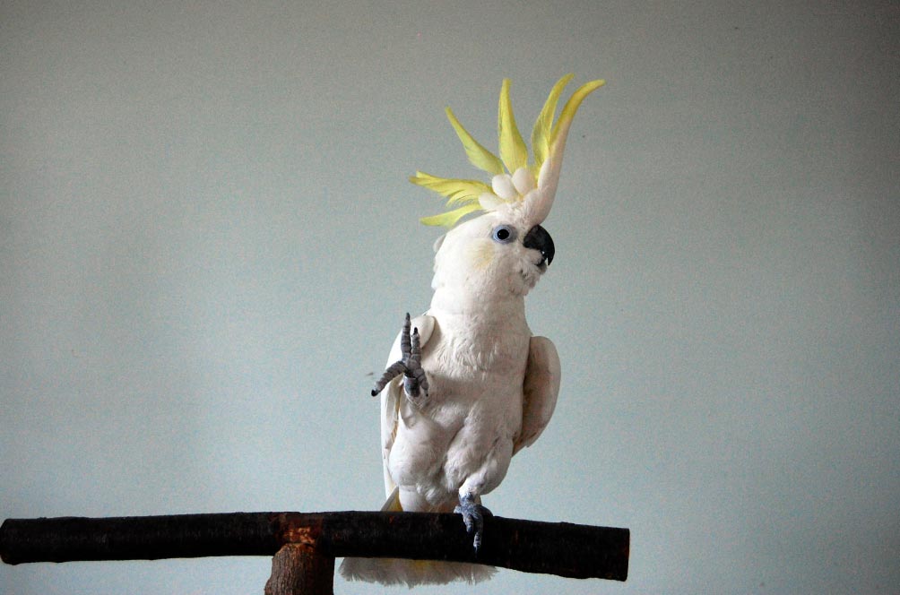 cacatuaSnowbal El Digital de Asturias