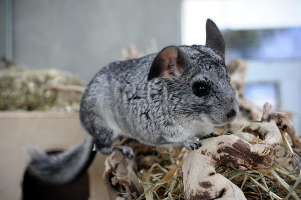 consejossobrechinchillas El Digital de Asturias