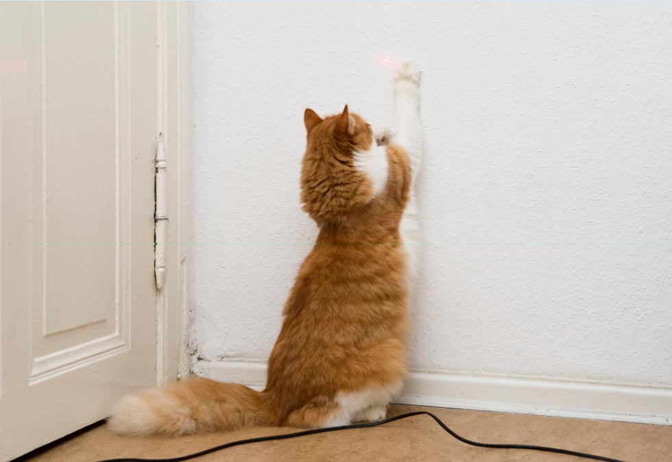 gatosylaser  El Digital de Asturias