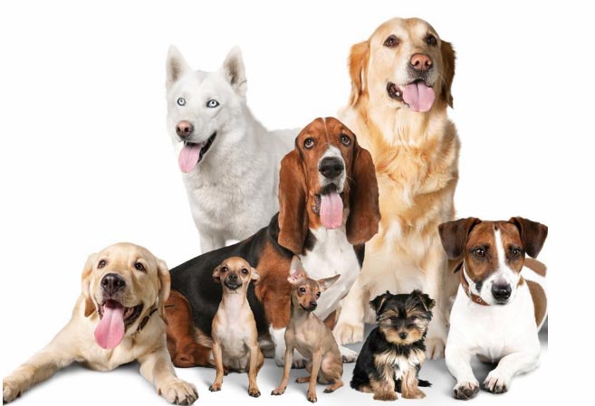 razasperros El Digital de Asturias