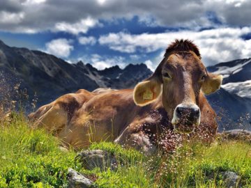 vaca  El Digital de Asturias