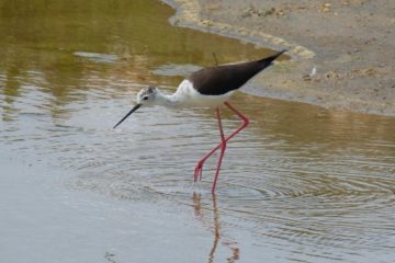 010219humedales  El Digital de Asturias