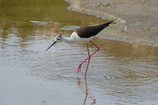 010219humedales  El Digital de Asturias