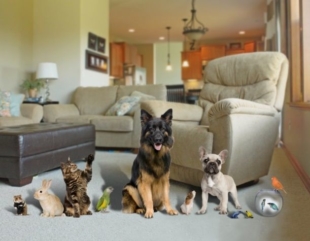 Mascota Planet explica cómo mantener el hogar limpio teniendo mascota