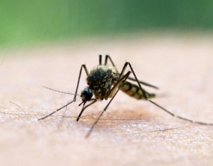 FiebredelNilo El Digital de Asturias