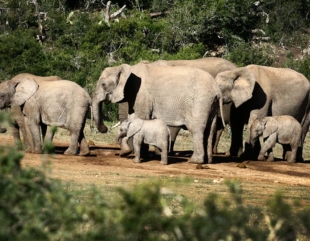 cazaanimales El Digital de Asturias