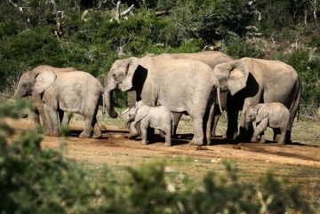 cazaanimales El Digital de Asturias