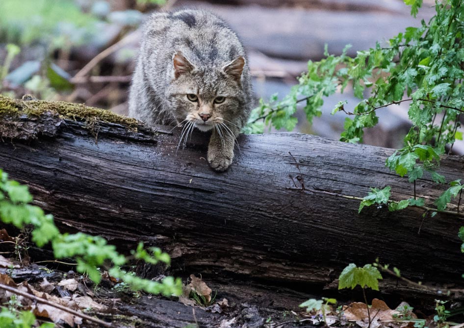 gatosalvaje El Digital de Asturias