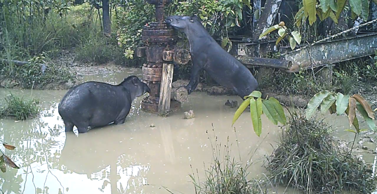 plomoenlafaunasilvestredelaAmazonia El Digital de Asturias