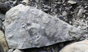 HallazgoMUJA El Digital de Asturias