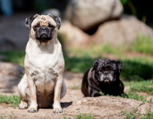 PerrosCarlinos El Digital de Asturias