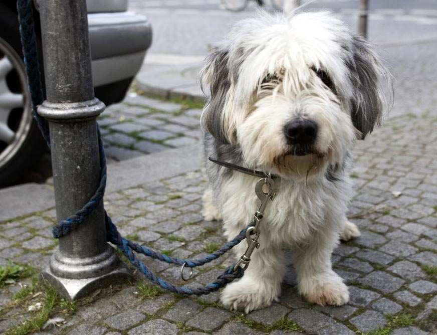 consejosmascotasescapan El Digital de Asturias