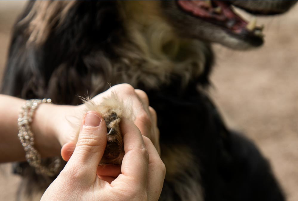 consejosperros El Digital de Asturias