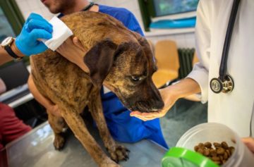 donacionesdeperroaperro El Digital de Asturias