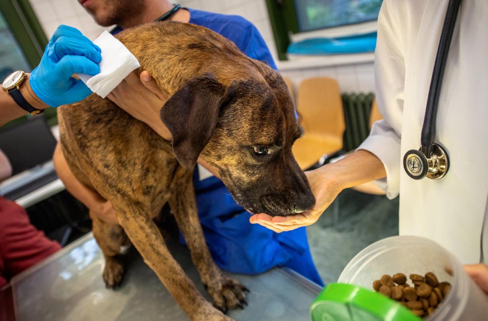 donacionesdeperroaperro El Digital de Asturias