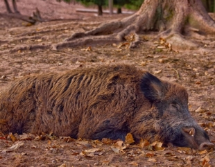 jabalí 2 El Digital de Asturias