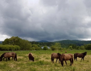 Bisontes y naturaleza salvaje en el parque polaco de Bieszczady