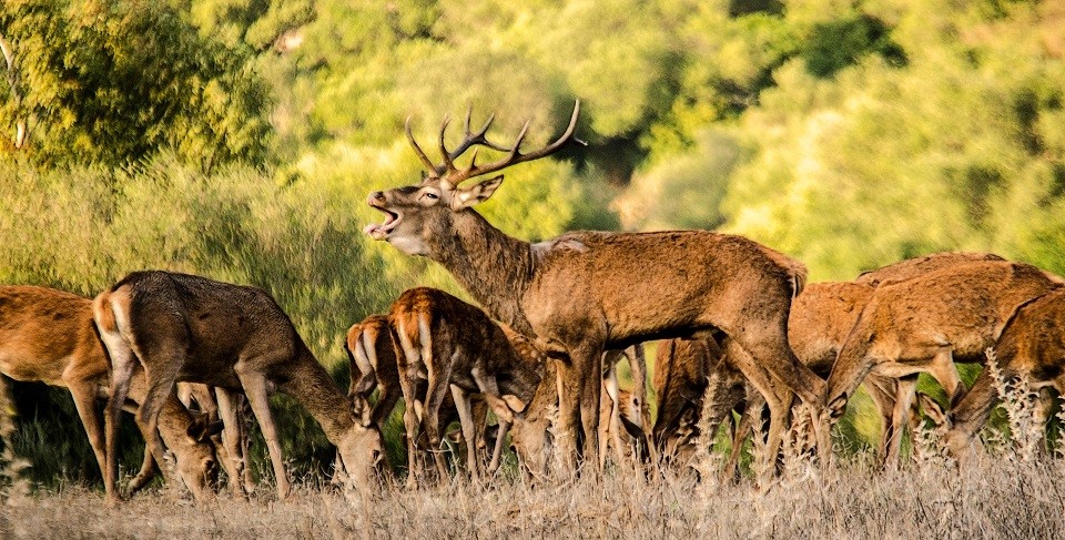 Otroño 2019: Llega la berrea del ciervo al parque natural de Los Alcornocales