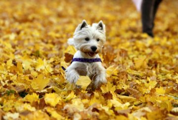 alimentospeligrososparaperros El Digital de Asturias