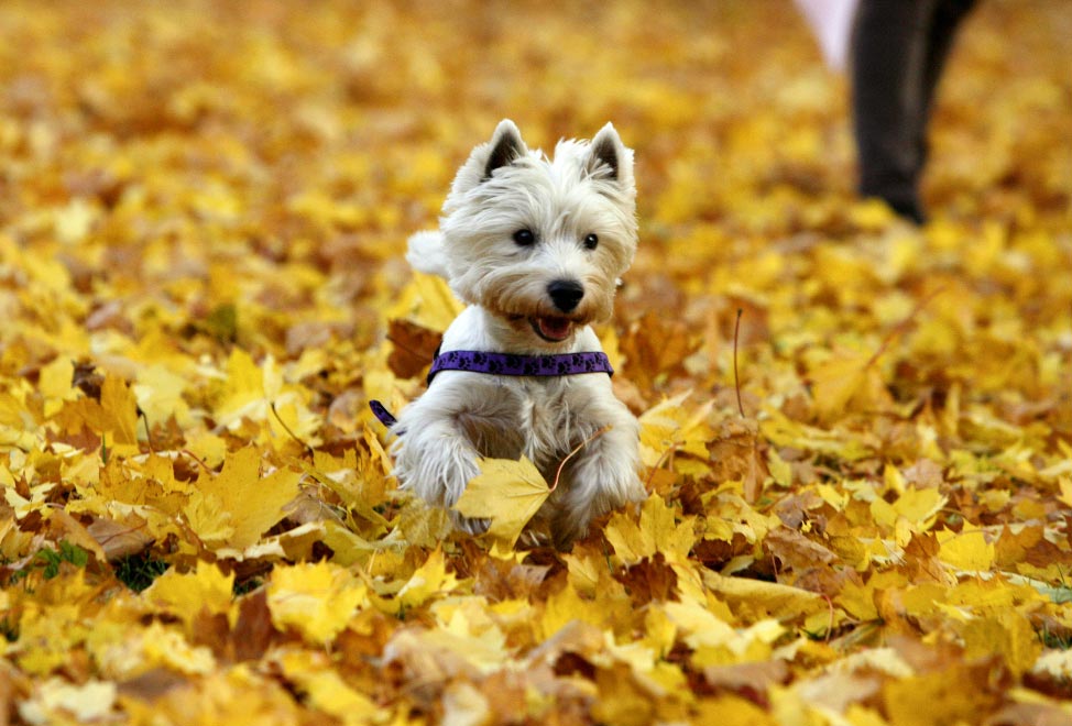 alimentospeligrososparaperros El Digital de Asturias