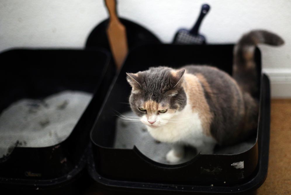 El arenero del gato: algunos consejos para su uso correcto