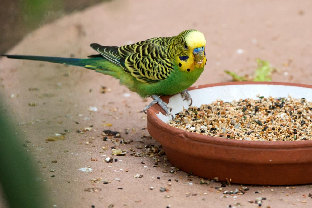 Nutrición para aves: una prueba revela la calidad del pienso